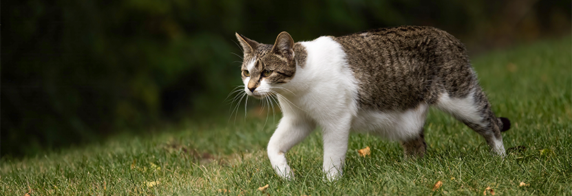 Proposed Cats Local Law 2025