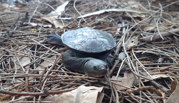 A southwestern snake-necked turtle.
