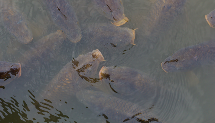 Feral carp in the water.
