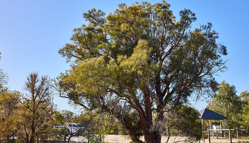 Living green: Guided Nature Walk