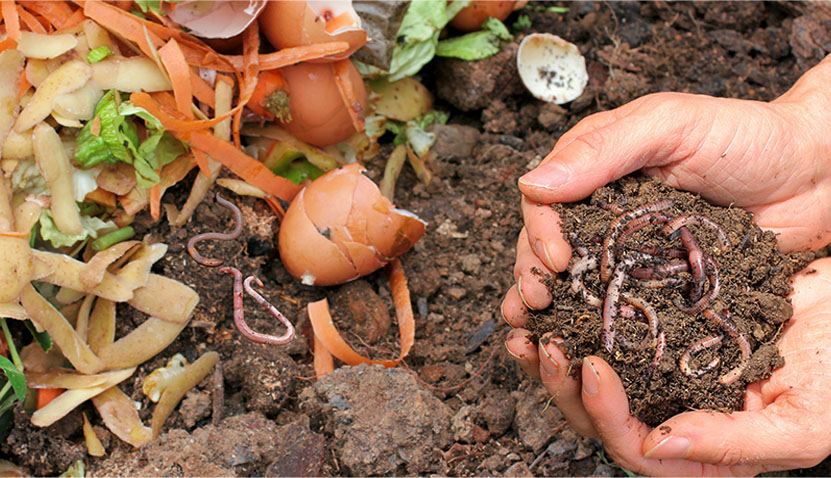 April school holidays: Build Your Own Worm Farm