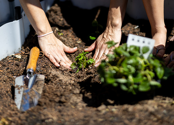 CSV_CommunityGardens_600x432.jpg CSV_CommunityGardens_600x432.jpg