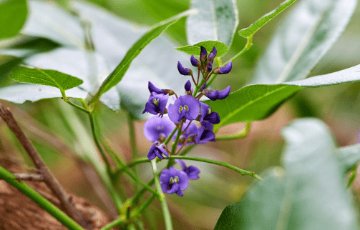 Native plants and habitats