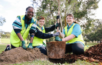 Planting programs and tree maintenance