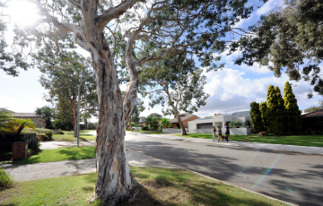 Tree planning and management