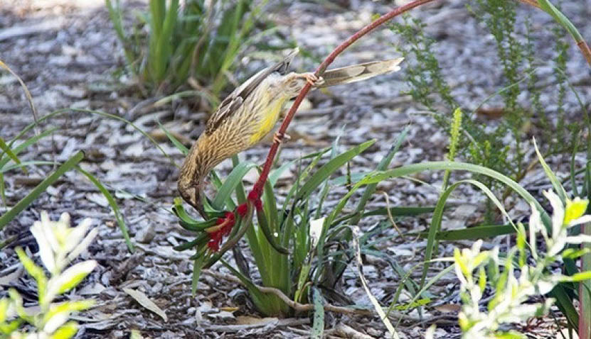 Helping Your Native Plants Thrive