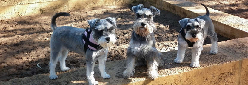 Carine Fenced Dog Park Remediation