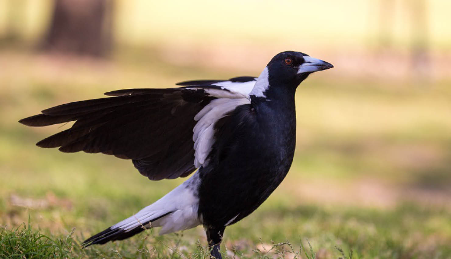 Image of a magpie