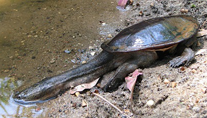 Southwestern snake-necked turtle