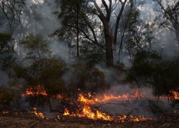 Image of bushfire. 