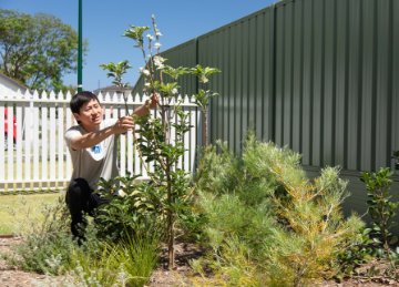 Image of man planting a tree in a front garden