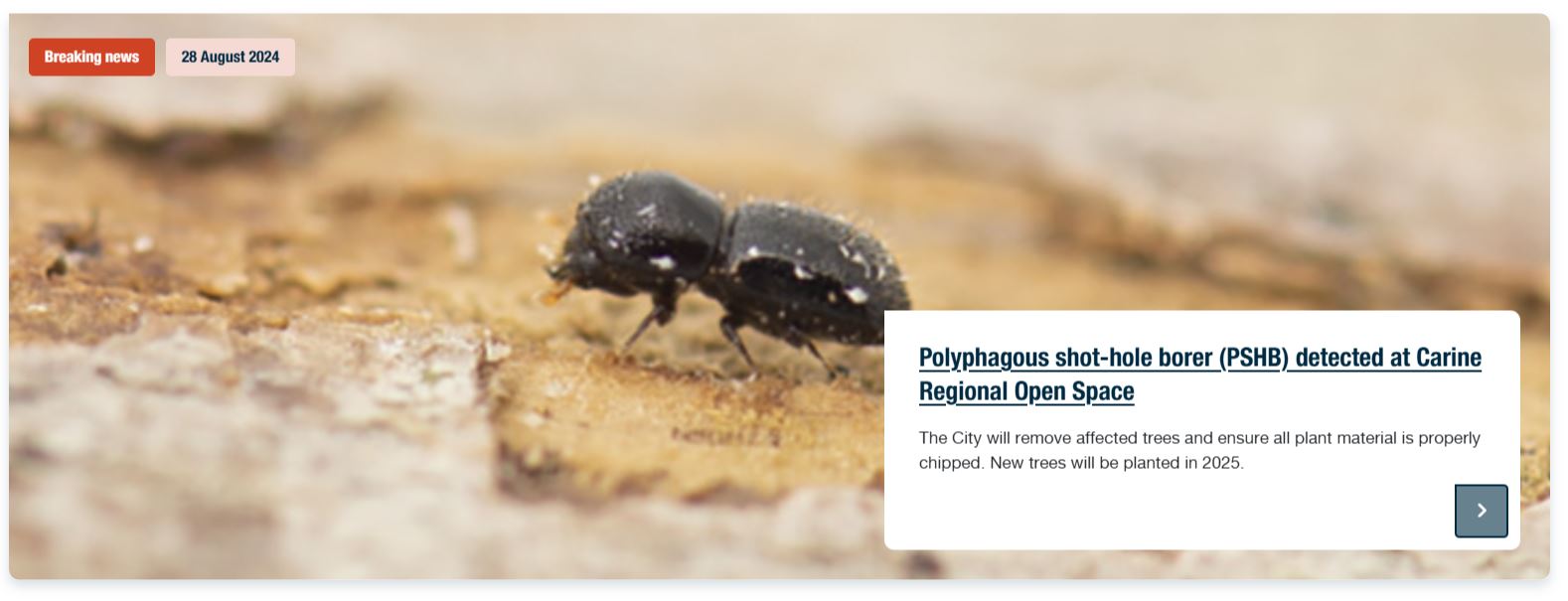 Polyphagous shot-hole borer