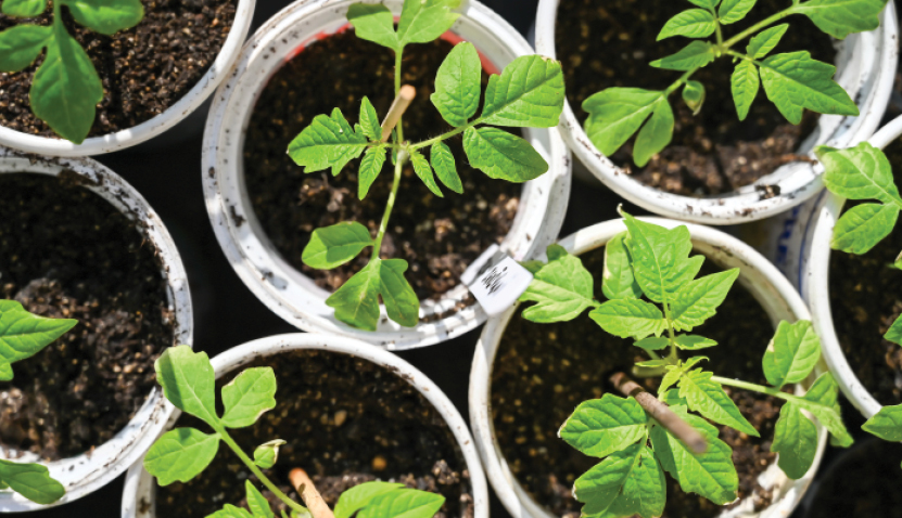 Seed Saving and Propagation Workshop - Part of Hamersley Habitat's 10 Year Celebration