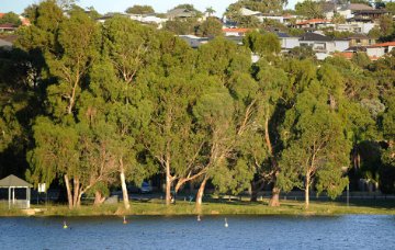 Jackadder Lake Reserve