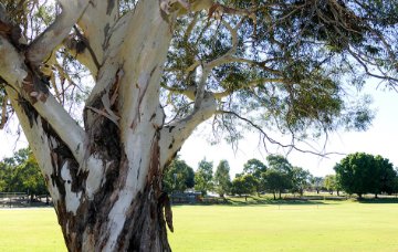 Jones Paskin Reserve