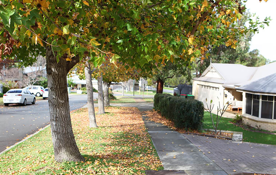 ENG_Street-Trees_TI_946x600.jpg ENG_Street-Trees_TI_946x600.jpg